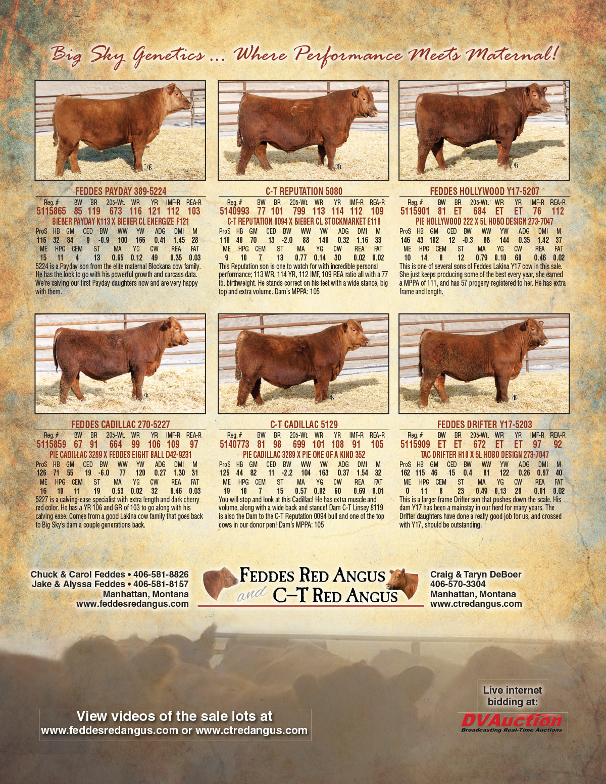 2026 Feddes Red Angus Bulls